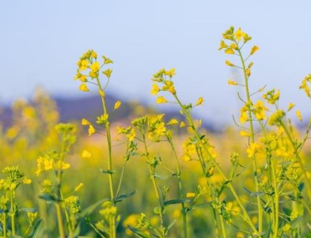 深圳可以看油菜花的五个地方汇总